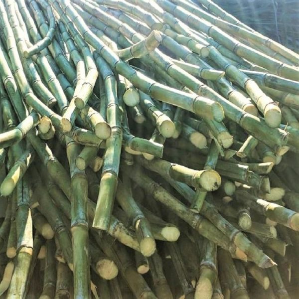 Sugar Cane suppliers Australia 2021