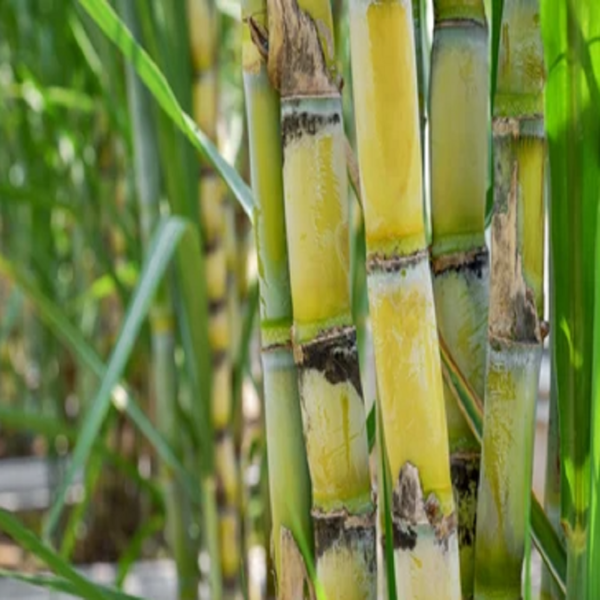 Sugarcane Supplier in Melbourne 2022